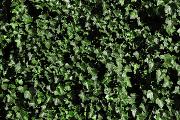 Obraz premium Ivy texture. Leaves background. Climber plant pattern. Creeper plant texture. Gedge bush background. Natural summer wall. Home outdoor decoration. Green leaves texture.