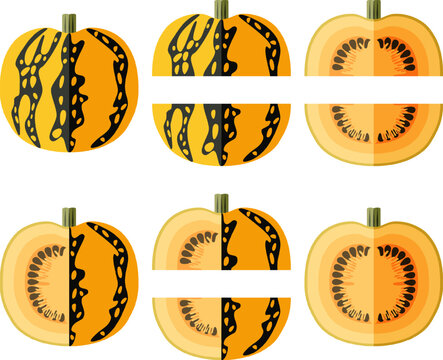 Set of Styrian oil pumpkin. Winter squash. Cucurbita pepo. var. Styriaca. Fruits and vegetables. Flat style. Isolated vector illustration.