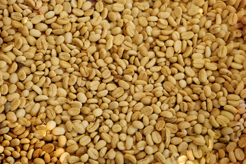 Cofee beans drying close up