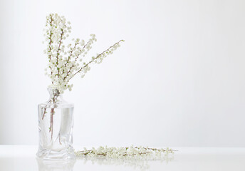 white spring flowers in glass vase on white background