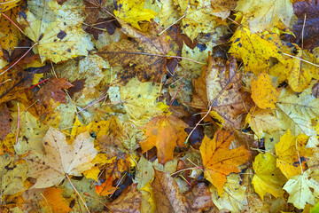 autumn leaves background