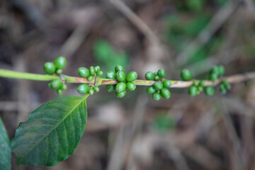 .Green arabica coffee beans and berries riping
