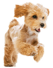 Playful puppy, little Maltipoo dog running, playing isolated over transparent background. Cute,...
