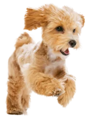 Foto op Aluminium Playful puppy, little Maltipoo dog running, playing isolated over transparent background. Cute, adorable pet friend. Concept of care, animal life, health, breed of dog. © master1305