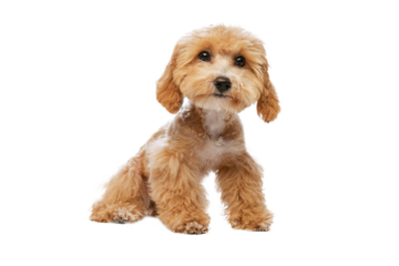 Adorable little purebred dog Multipool calmly sitting and looking at camera isolated on transparent background. Concept of care, animal life, health, breed of dog.