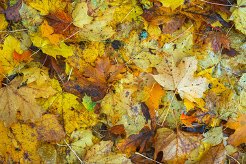 autumn leaves background