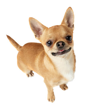 Cute, adorable, smiling purebred dog, chihuahua looking at camera isolated on transparent background. Concept of dog's fashion, animal lifestyle, vet, care
