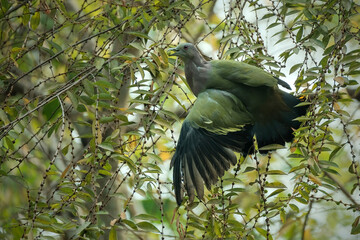 green pigeon on tree