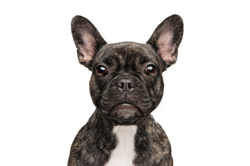 Beautiful, adorable, cute dog, purebred puppy of French bulldog posing isolated on transparent background. Looking at camera. Concept of motion, pets love, animal life.