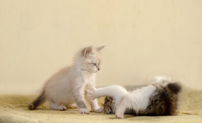   two little kittens playing