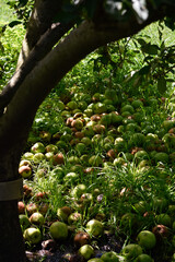 manzanas verdes maduras al pie del arbol