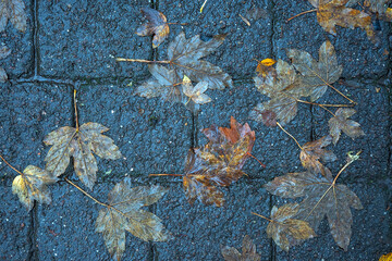 autumn leaves on the ground