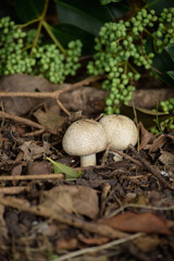 pareja de hongos de suelo bajo árbol