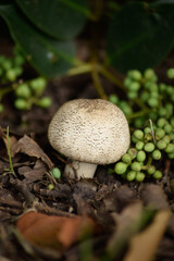 hongo de suelo en tierra