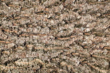 Tree bark texture. Natural wood background. Tree trunk pattern. Tree structure in woods. Striped tree bark. Plant skin. Natural stripes backdrop.