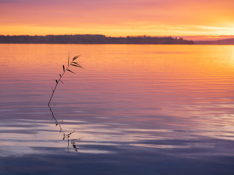 Single stalk of Reed in a calm Lake at sunrise