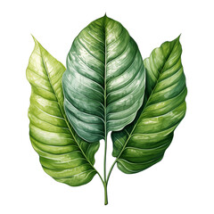 Illustrations a tropical leaves isolated on transparent background