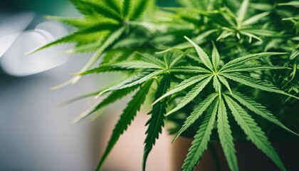 Cannabis bush cultivation: A key component in modern medicine