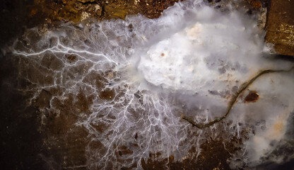 Overgrown colonies of mold fungi Ascomycetes on rotten organic matter - obrazy, fototapety, plakaty