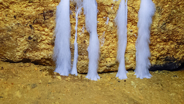 Overgrown colonies of mold fungi Ascomycetes on rotten organic matter