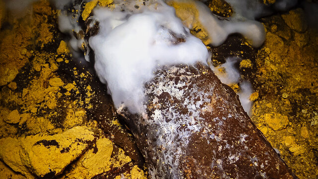 Overgrown colonies of mold fungi Ascomycetes on rotten organic matter