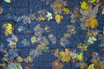 Autumn maple leaves on wet asphalt. Fallen leaves on asphalt.