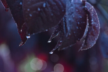 foliage morado húmedo con gotas