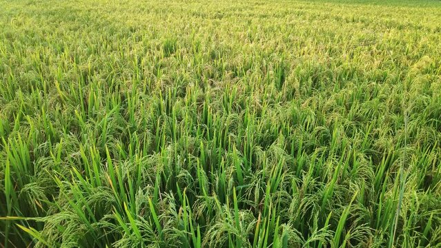 A pan shot of unripe green and golden paddy crop on a sunny day in rural Karnataka