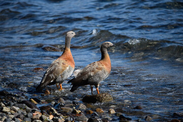 Pareja de Cauqu&eacute;n Real en orilla de lago