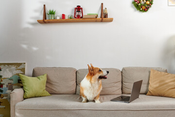 adorable corgi dog sitting on couch next to laptop and decorated apartment on Christmas day
