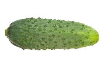 Cucumber
