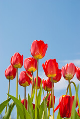 Tulips