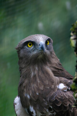 white (Circaetus gallicus) Biancone