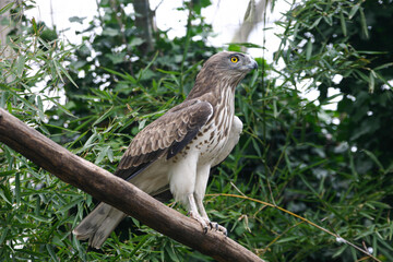 white (Circaetus gallicus) Biancone