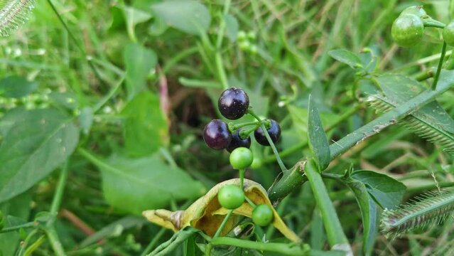 A closeup of Solanum nigrum or black nightshade berries
