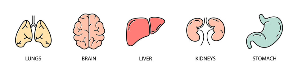 Human organs vector icons. Lungs, brain, liver, kidneys, stomach