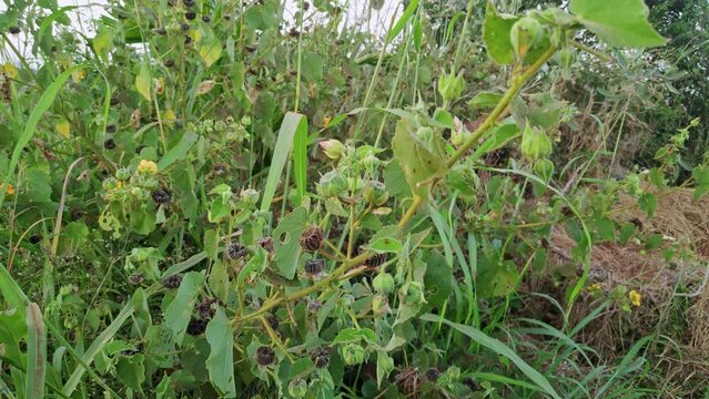 Closeup of Abutilon indicum or Indian Mallow or abutilon theophrasti weed plant
