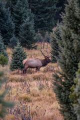 A bull elk in a field surrounded by evergreen trees on a fall evening in the Kawuneeche Valley of Rocky Mountain National Park in Colorado