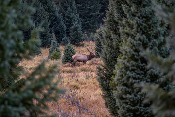 A bull elk in a field surrounded by evergreen trees on a fall evening in the Kawuneeche Valley of Rocky Mountain National Park in Colorado