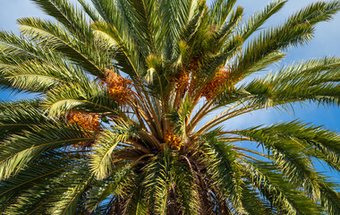 Fototapeta na wymiar Green and Orange Date Palm Tree with a Blue and White Sky Background.