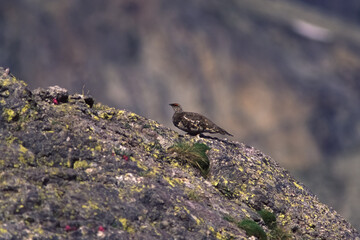 Ptarmigan (Lagopus mutus) Pernice bianca