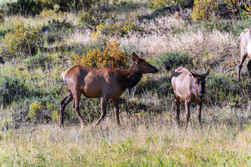 Fototapeta premium A cow and calf elk in a field surrounded by evergreen trees on a fall day in Rocky Mountain National Park in Colorado