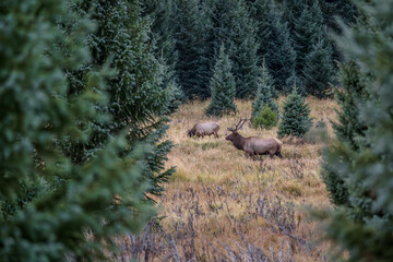 A bull elk in a field surrounded by evergreen trees on a fall evening in the Kawuneeche Valley of...