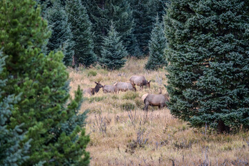 A bull elk in a field surrounded by evergreen trees on a fall evening in the Kawuneeche Valley of Rocky Mountain National Park in Colorado