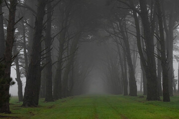 camino entre pinos marítimos en la niebla