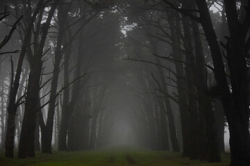camino entre pinos mar&iacute;timos en la niebla