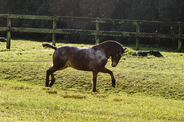 caballo al trote en corral