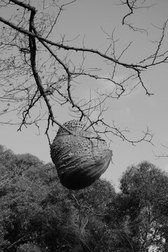 panal de avispas en blanco y negro