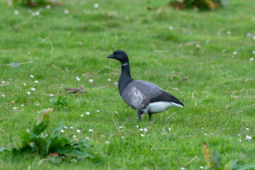 Bernache cravant,.Branta bernicla, Brant Goose,