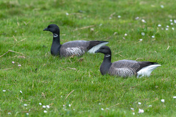 Bernache cravant,.Branta bernicla, Brant Goose,